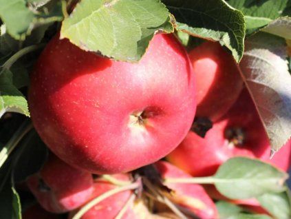 Jabloň sloupovitá 'Rumba'  Malus domestica 'Rumba'