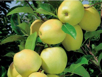 Jabloň sloupovitá 'Lambada'  Malus domestica 'Lambada'