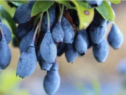 blau perle