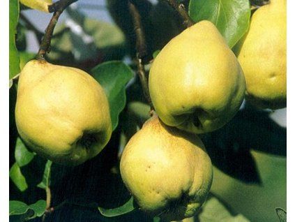Kdouloň 'Cydora Robusta'  Cydonia oblonga 'Cydora Robusta'