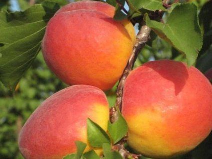 Meruňka 'Congat'  Prunus armeniaca 'Congat'