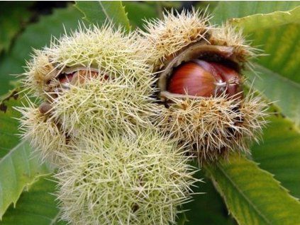 Kaštan jedlý 'Judia' (s mykorhizou)  Castanea sativa 'Judia'