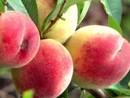 Broskvoň 'Dniepro'  Prunus persica 'Dniepro'