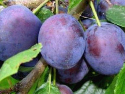 Švestka 'Violeta'  Prunus domestica 'Violeta'