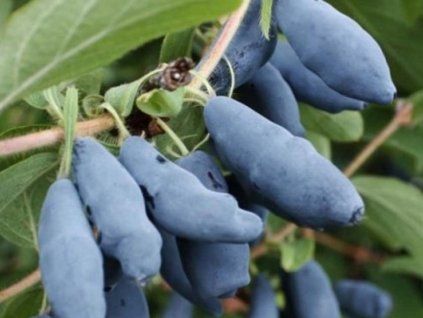 Zimolez kamčatský 'Jolanta'  Lonicera kamtschatica 'Jolanta'