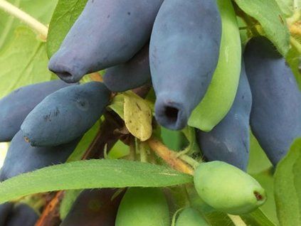 Zimolez kamčatský 'Krupnoplodnaja'  Lonicera kamtschatica 'Krupnoplodnaja'