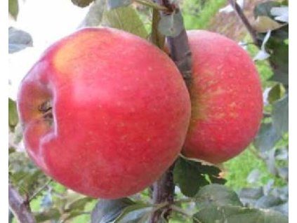 Jabloň 'Nikoleta'  Malus domestica 'Nikoleta'