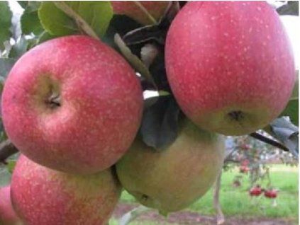 Jabloň 'Lady Silvia'  Malus domestica 'Lady Silvia'