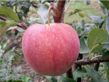 Jabloň 'Svetlana'  Malus domestica 'Svetlana'