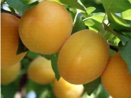 Meruňka 'Ninfa'  Prunus armeniaca 'Ninfa'