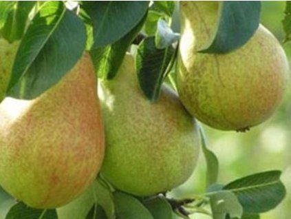 Hrušeň 'Highland'- kontejner  Pyrus communis 'Highland'
