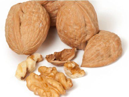 Ořešák královský 'Hartley'  Juglans regia ´Hartley'