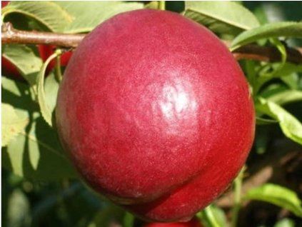 Nektarinka 'Big Bang'  Prunus persica 'Big Bang'