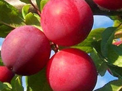 Nektarinka 'New Top'  Prunus persica 'New Top'