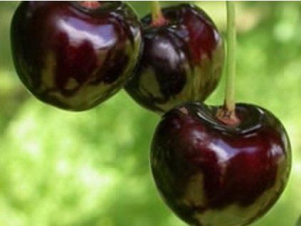 Třešeň 'Cristalina'  Prunus avium 'Cristalina'