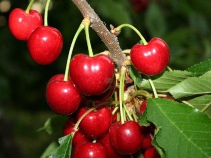 Třešeň 'Larian'  Prunus avium 'Larian'