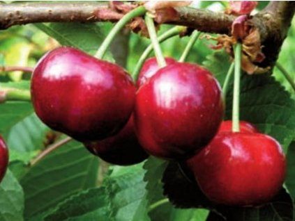 Třešeň 'Lory Bloom'  Prunus avium 'Lory Bloom'