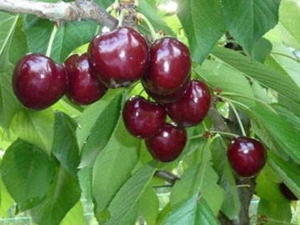 Třešeň 'Satin'  Prunus avium 'Satin'