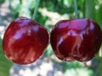 Třešeň 'Sweet Early'  Prunus avium 'Sweet Early'