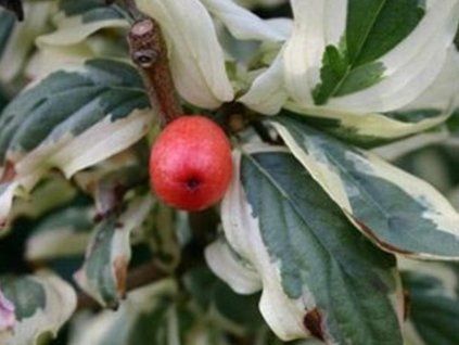 variegata d