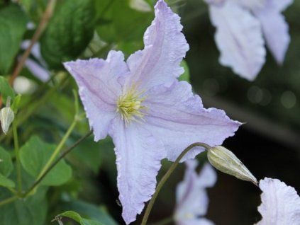 Plamének 'Blekitny Aniol'  Clematis 'Blekitny Aniol'