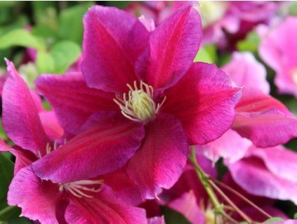 Plamének 'Hania'  Clematis 'Hania'