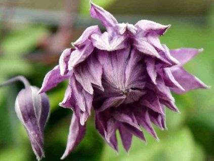 clematis mary rose flore pleno 8694 p