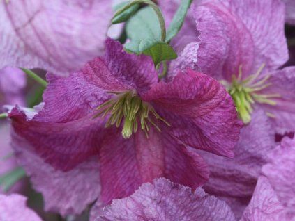 Plamének 'Mazurek'  Clematis 'Mazurek'