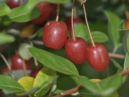 Hlošina mnohokvětá  Elaeagnus multiflora