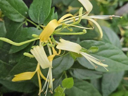 Zimolez obdobný  Lonicera similis var. delavayi
