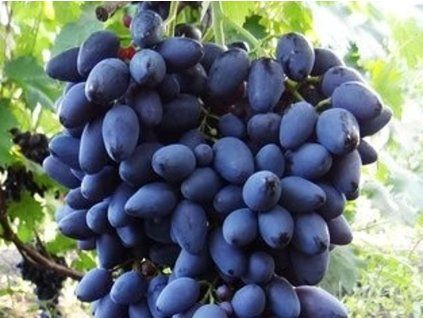 Réva vinná 'Naděžda Azos'  Vitis vinifera 'Naděžda Azos'