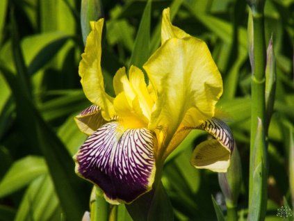 Iris Nibelungen (1)