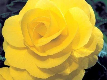 Begonie 'Double Yellow  Begonia 'Double Yellow'