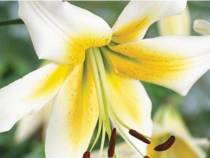 Lilie 'Mister Pistache'  Lilium 'Mister Pistache'
