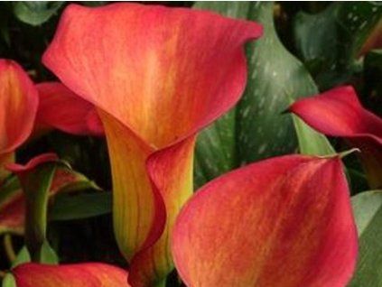 Kala 'Red Alert'  Calla 'Red Alert'