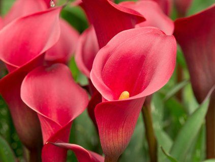 red charm