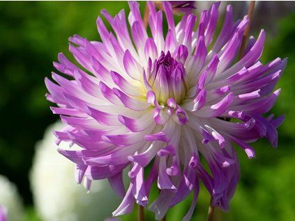 Jiřina 'Bold Accent'  Dahlia 'Bold Accent'
