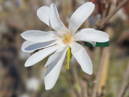 Magnolia Donna