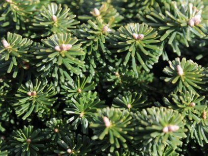 Jedle korejská 'Dark Hill'  Abies koreana 'Dark Hill'