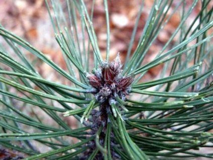 arnold