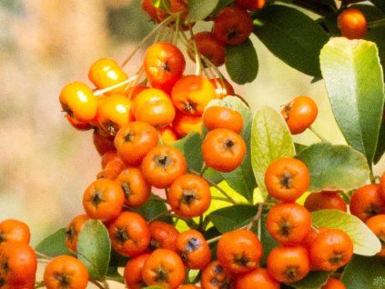 Pyracantha Orange Cadane (1)