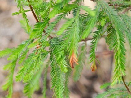 Tisovec dvouřadý 'Pendulum'  Taxodium distichum 'Pendulum'