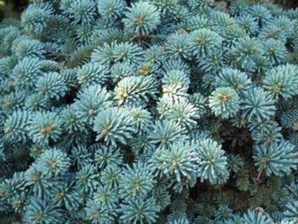 Jedle vznešená 'Blaue Hexe'  Abies procera 'Blaue Hexe'