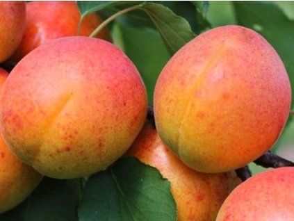 Meruňka 'Frisson'  Prunus armeniaca 'Frisson'