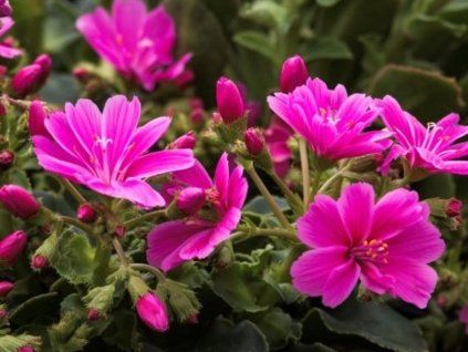 lewisia