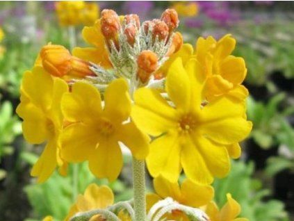 florindae