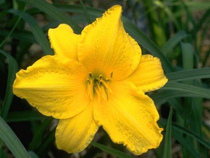Denivka 'Golden Prize' - Hemerocallis 'Golden Prize'  Hemerocallis 'Golden Prize'