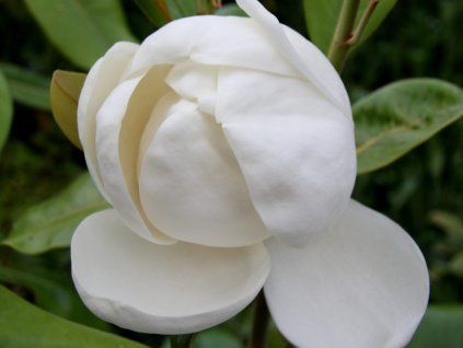 Šácholán velkokvětý 'Maryland'  Magnolia grandiflora 'Maryland'