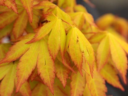 Javor dlanitolistý 'Summer Gold'  Acer palmatum 'Summer Gold'