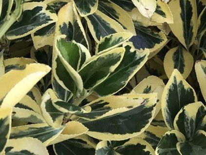 Brslen japonský 'Bravo'  Euonymus japonicus 'Bravo'